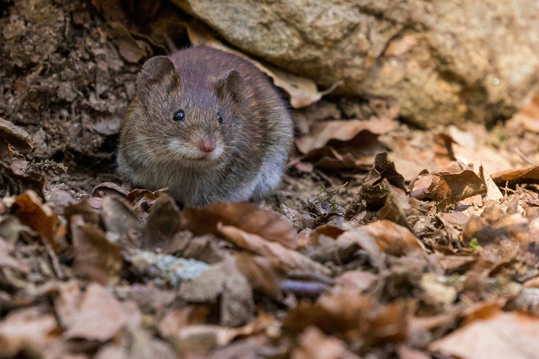 A mouse in the woods