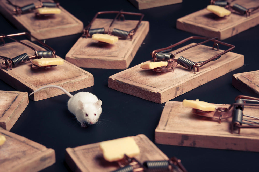 Mouse in the middle of mouse traps