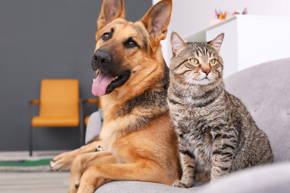 Cat and a dog on a sofa