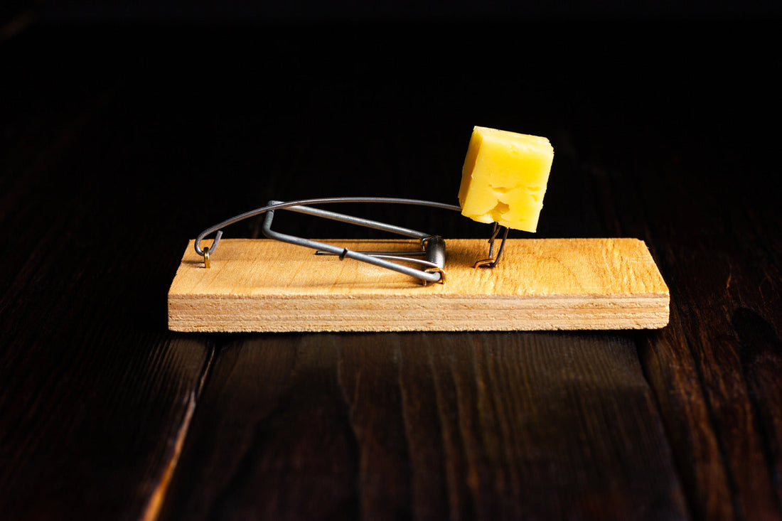 A mouse trap with cheese bait