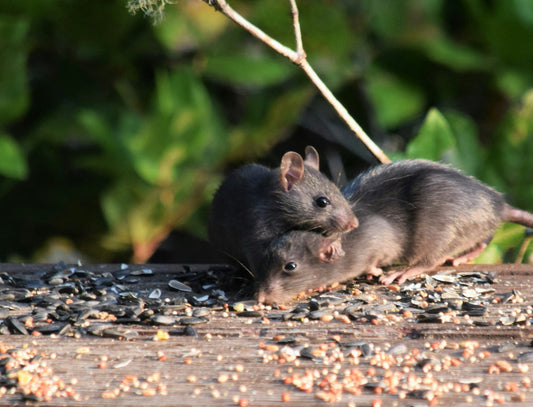 house mice outside