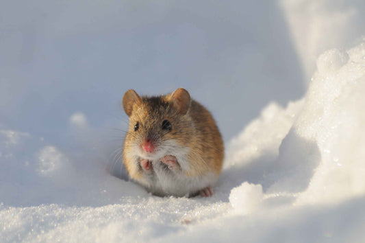 Do Mice Hibernate in the Winter?