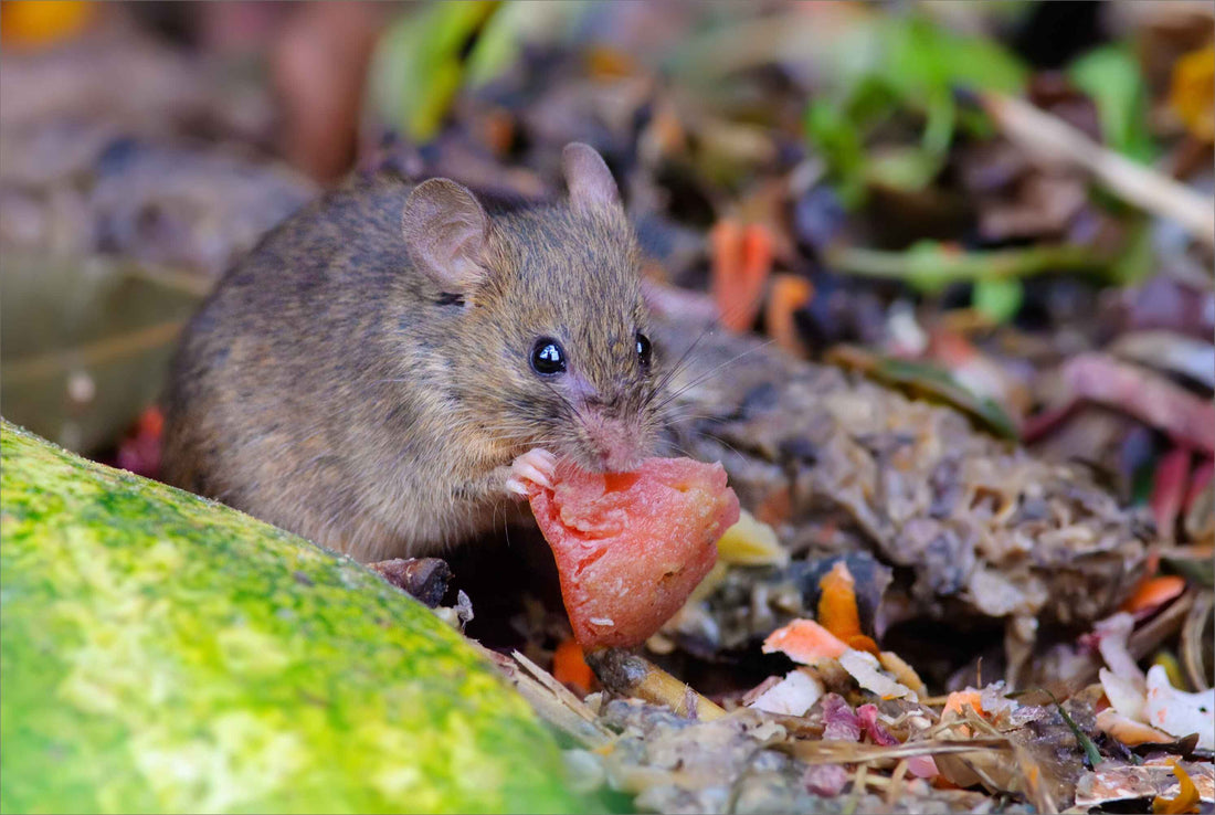 Wild mouse eating a berry on forest floor