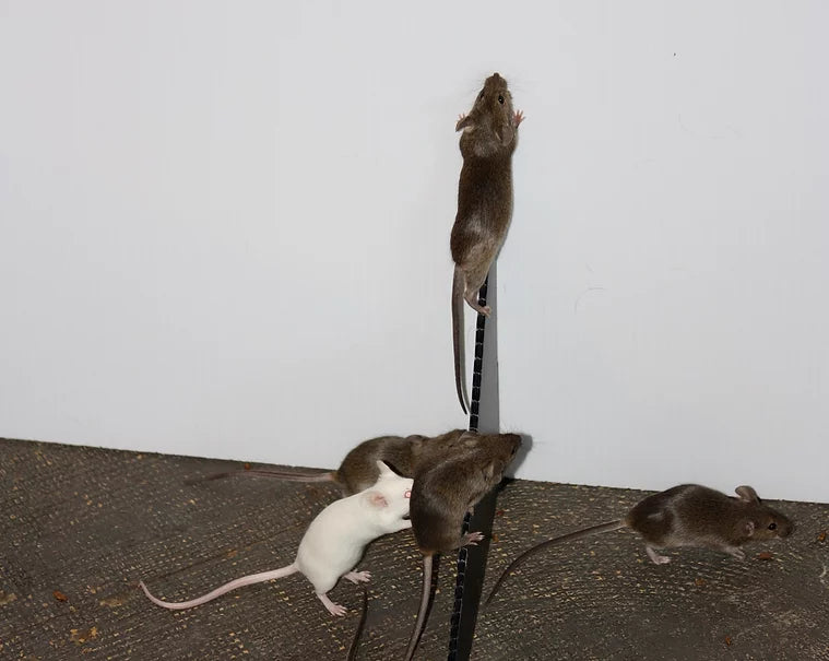 Mice failing to climb over Box-Kat panel walls
